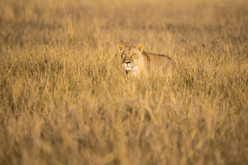 Lions in BWA