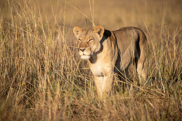 Lions in BWA