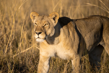 Lions in BWA