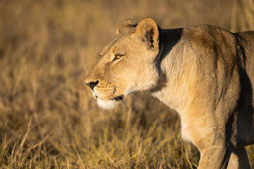 Lions in BWA