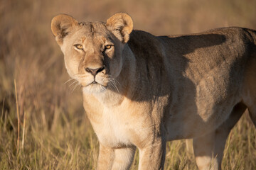 Lions in BWA