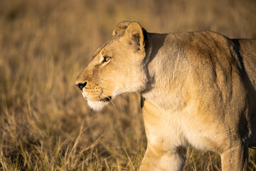Lions in BWA