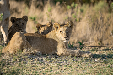 lions in BWA
