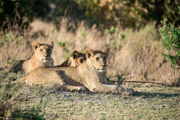 lions in BWA
