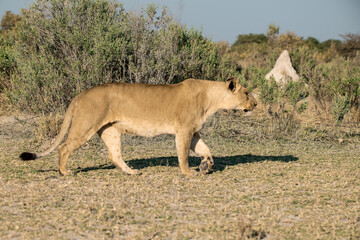 lions in BWA