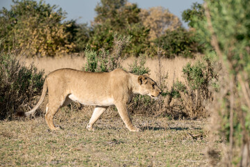 lions in BWA