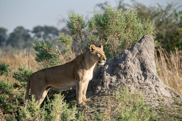 lions in BWA