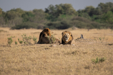 lions in BWA