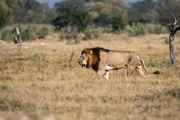 lions in BWA