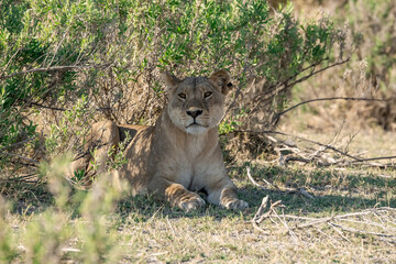 lions in BWA
