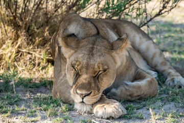 lions in BWA