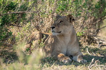 lions in BWA