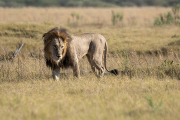 lions in BWA