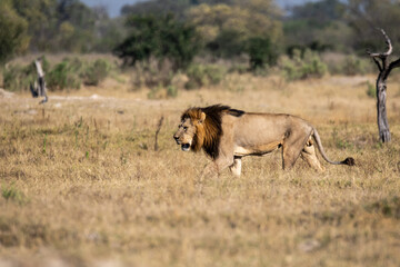 lions in BWA