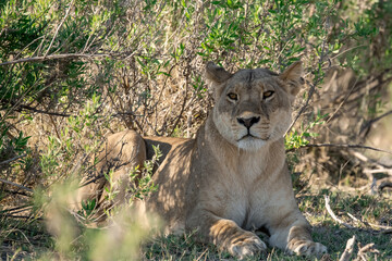 lions in BWA