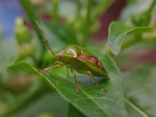 green shield bug on green leaves 