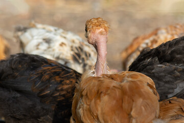 Portrait of young Naked Neck chick. Back view. Breeds of chicken.