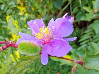 Close-up of pink flower on the garden 
