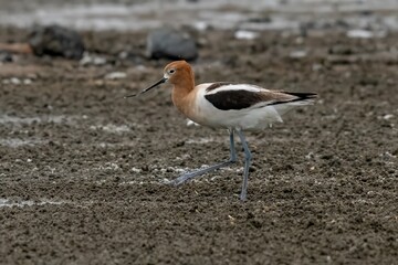 American Avocet