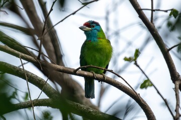 Blue-throated Barbet