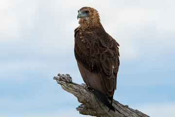 Bateleur
