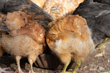 Young chickens with bare necks eat feed on a poultry farm. Breeding of chickens.