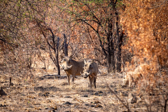 Warthog family in South Africa