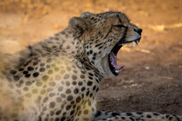 Obraz premium Cheetah female big yawn