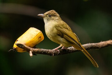 Grey-eyed Bulbul