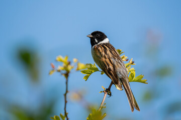 Common Reed Bunting