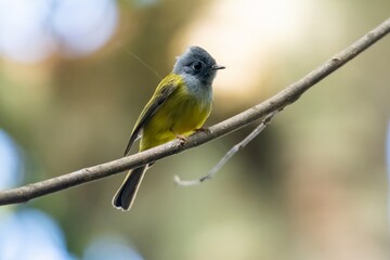Fototapeta premium Grey-headed Canary-Flycatcher