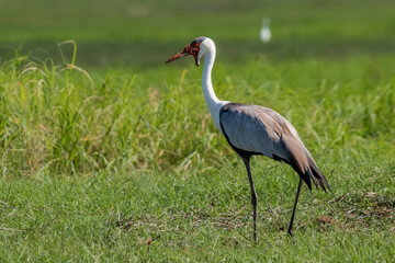 Wattled Crane