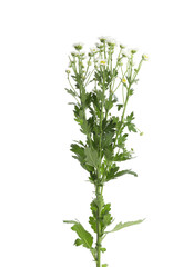 Branch of beautiful chamomile flowers isolated on white