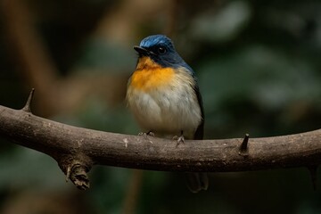 Indochinese Blue Flycatcher