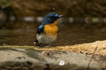 Indochinese Blue Flycatcher