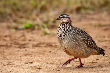 Crested Francolin