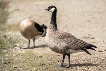 Cackling Goose