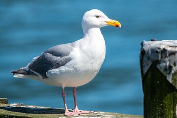 Glaucous-winged Gull