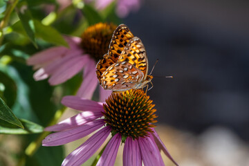 butterfly on flower
