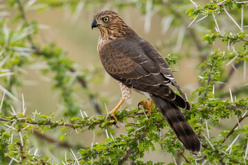 Gabar Goshawk