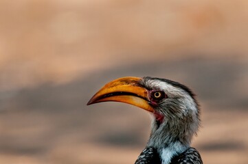 Southern Yellow-billed Hornbill