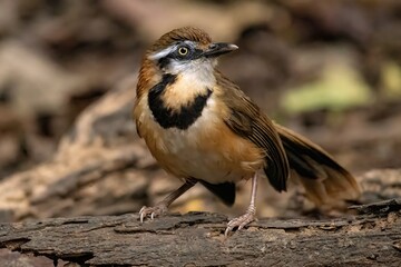 Lesser Necklaced Laughingthrush