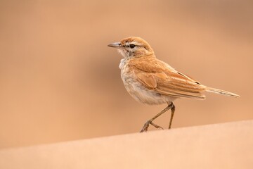 Fototapeta premium Dune Lark