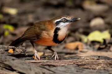 Lesser Necklaced Laughingthrush