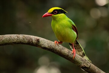 Common Green Magpie