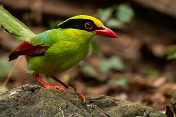 Common Green Magpie