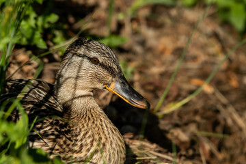 Mallard