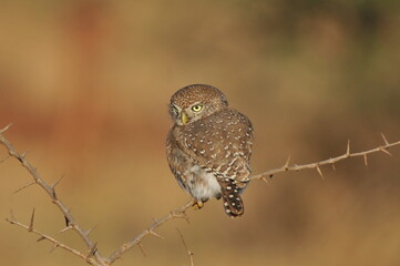 Pearl-spotted Owlet