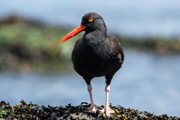 Black Oystercatcher