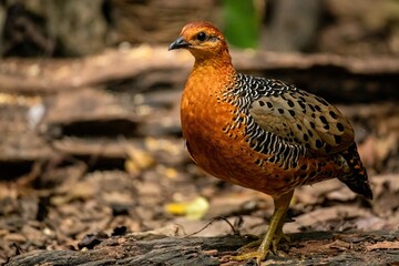Ferruginous Partridge